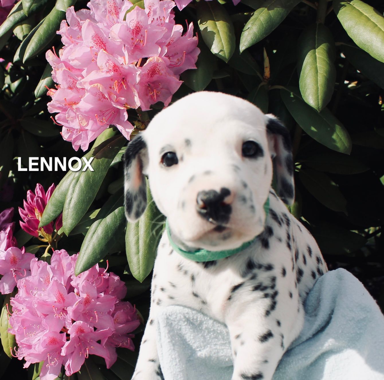 Lennox