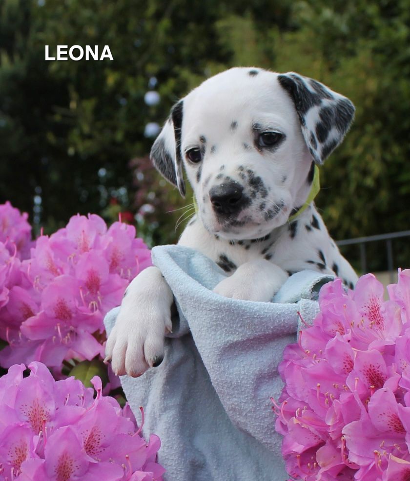 Leona