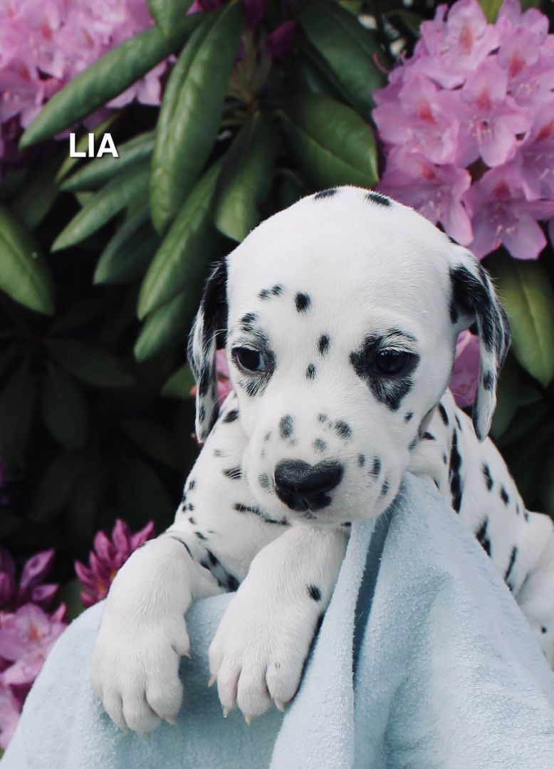Lia