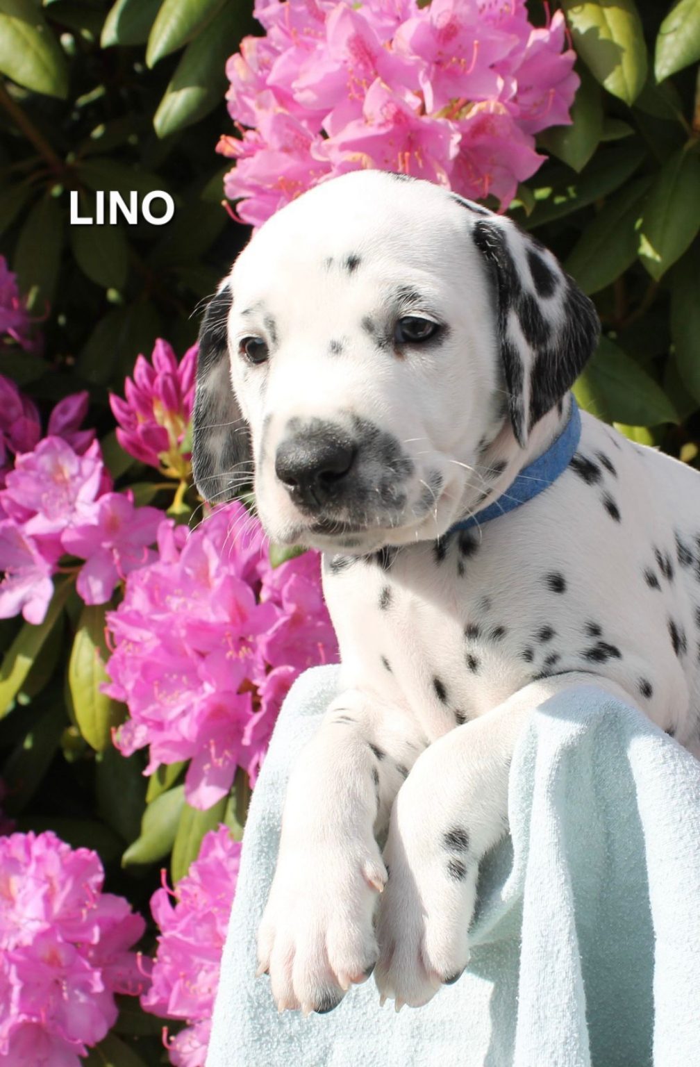 Lino