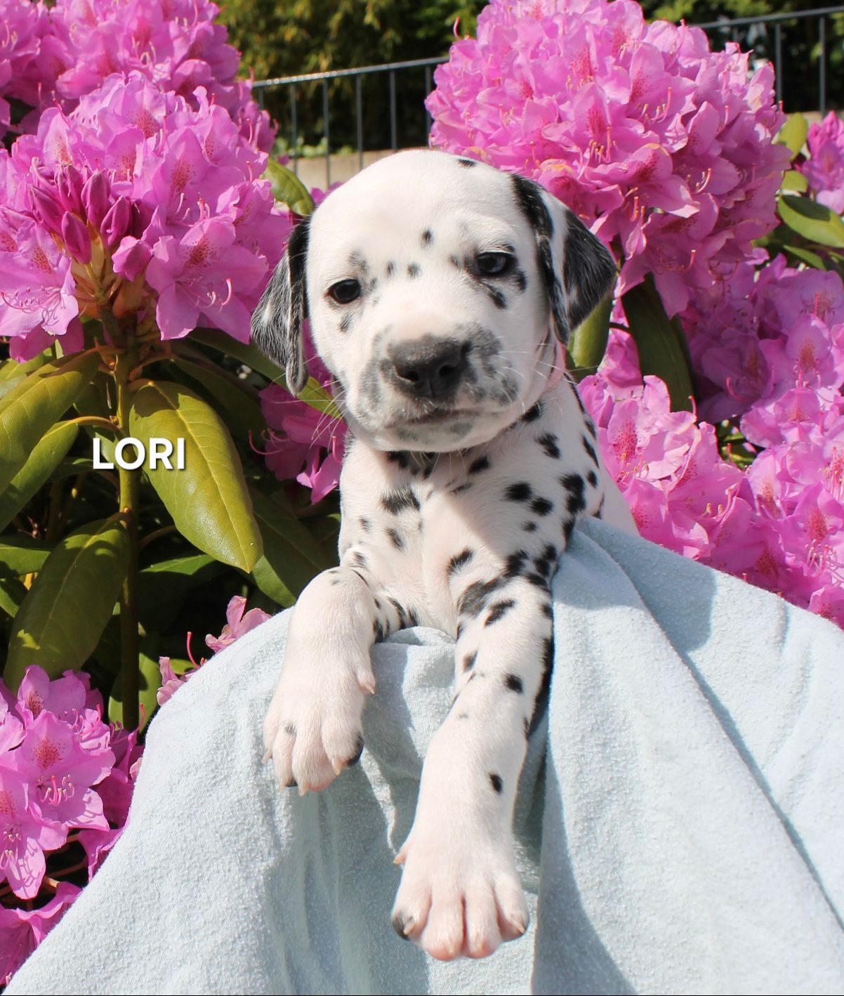 Lori