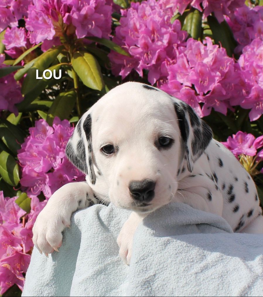 Lou