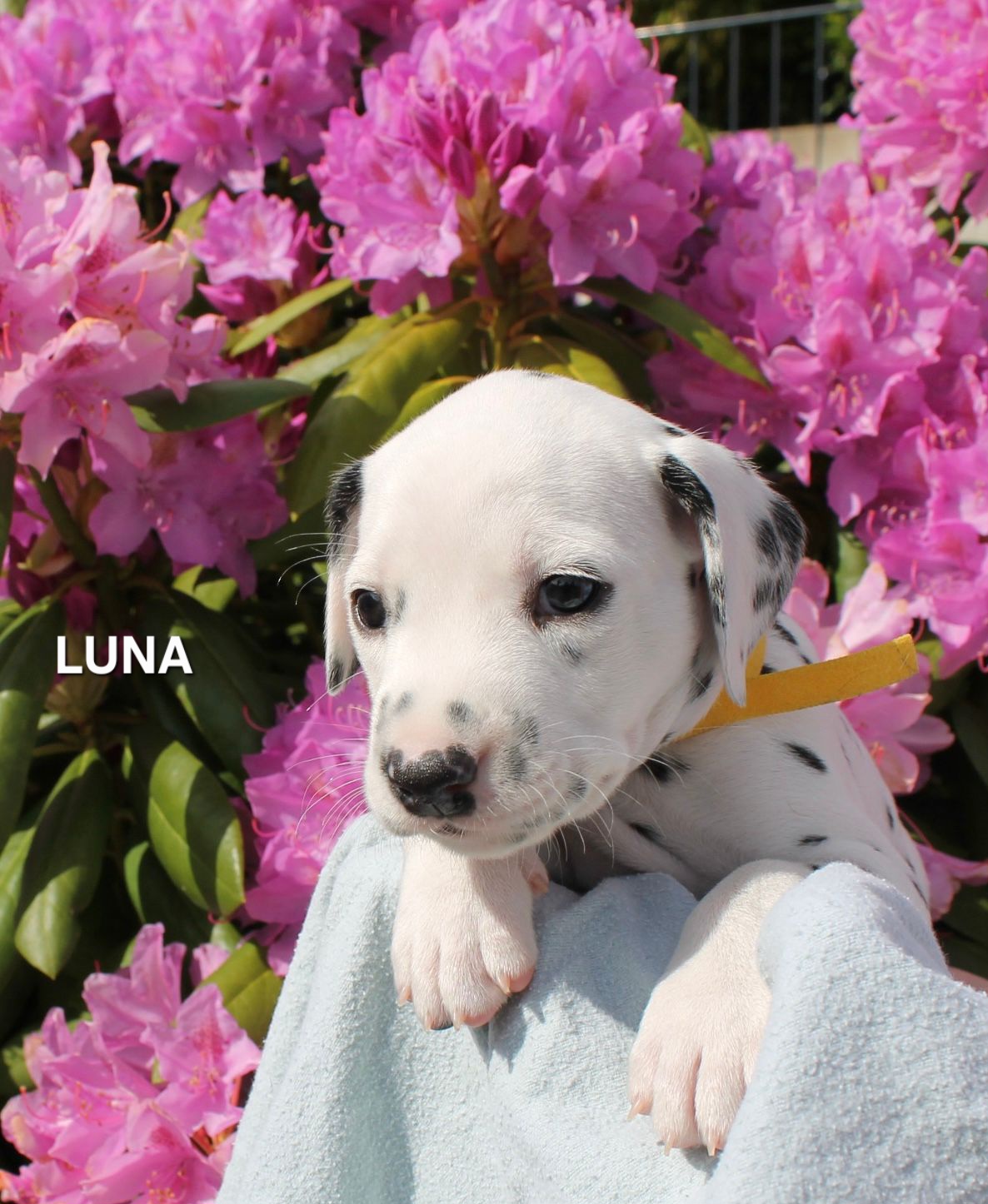 Luna