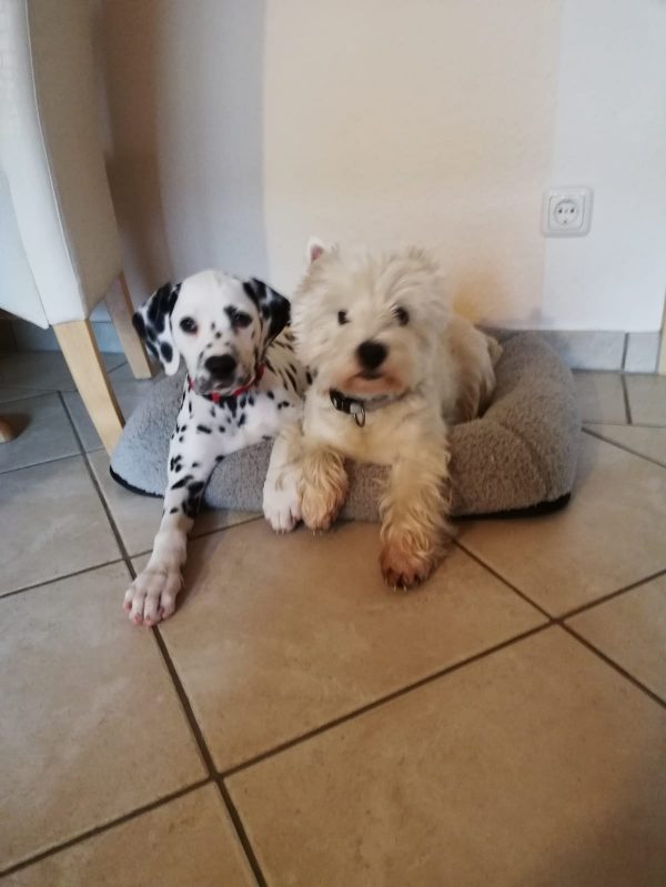 0eb7d6e1-68ef-4b6a-acc9-741b8d16d1b8