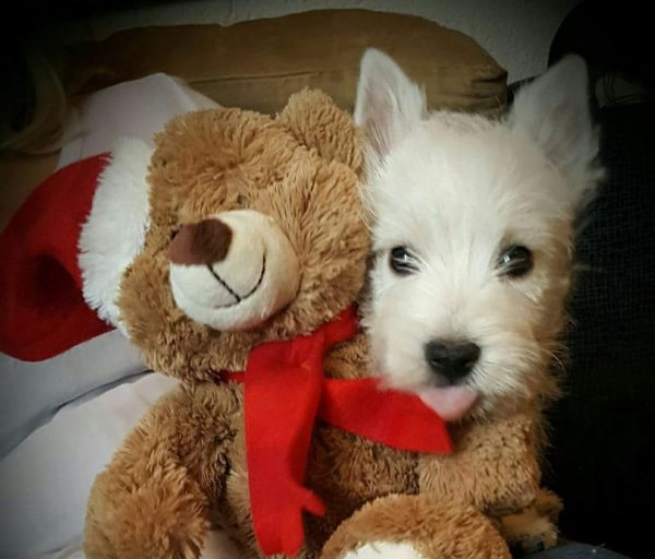 12dc1789-9b04-4abb-82ad-e779ebab0199