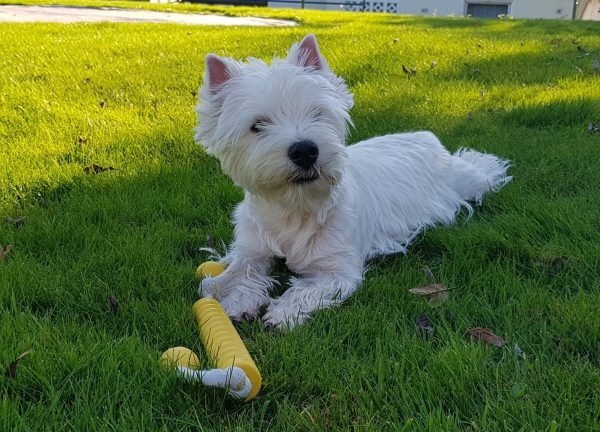 dc3ee31d-7420-4d94-9ed0-6ba422be3006